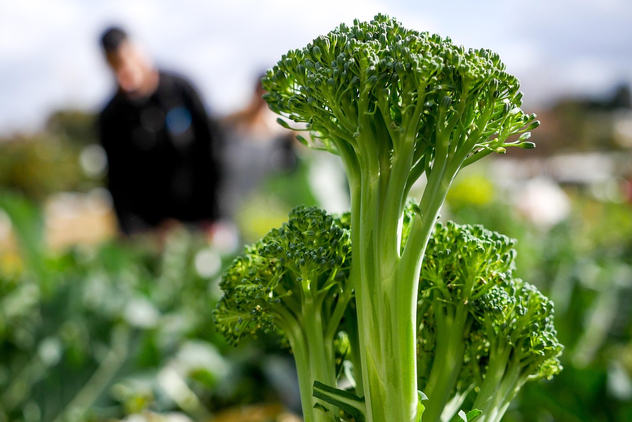Fresh Organic Broccoli