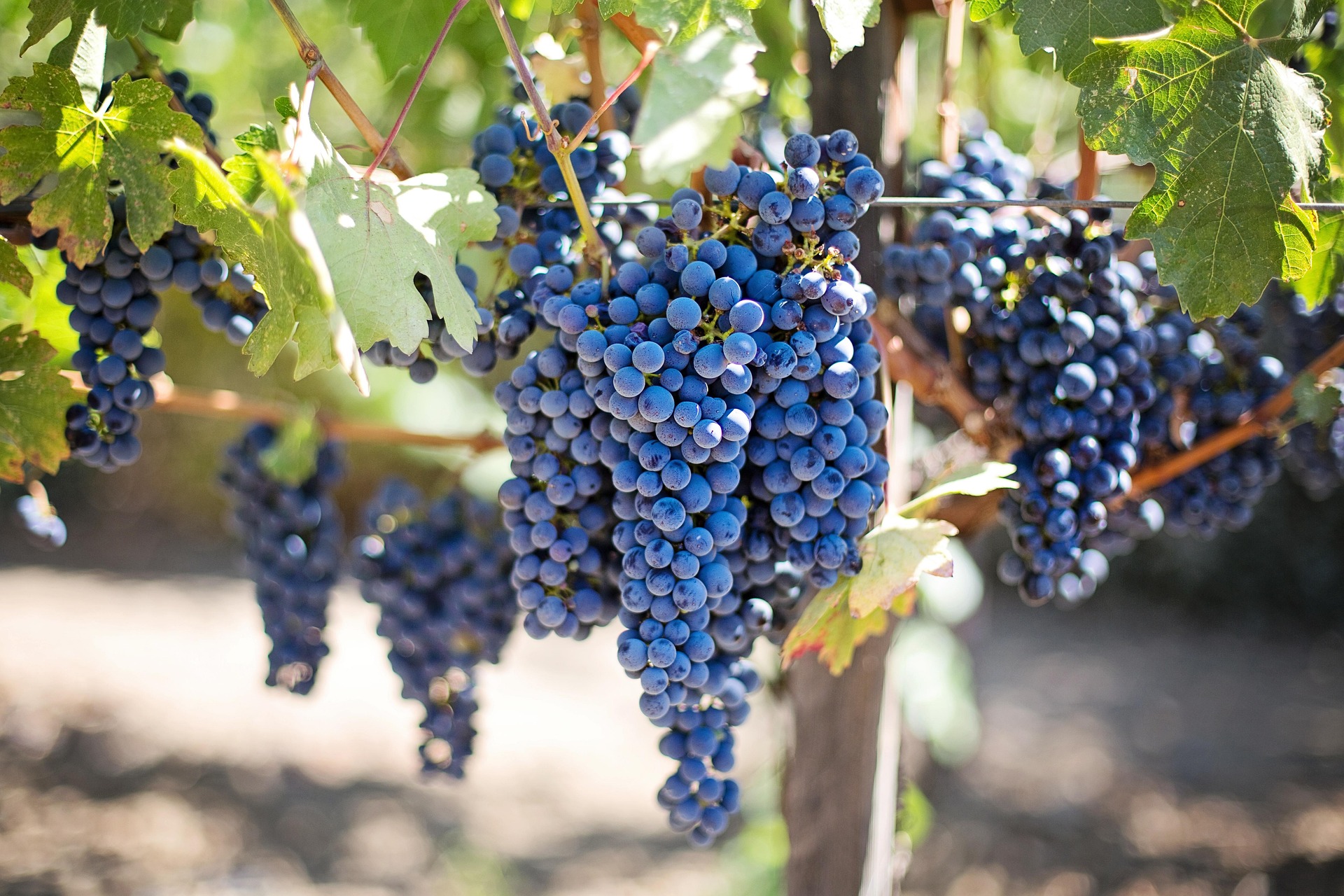 Juicy Organic Grapes